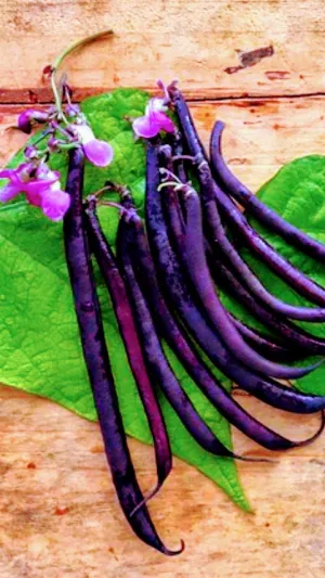 Organic Heirloom Purple Coronet Southern Pea (Cowpea) Seeds